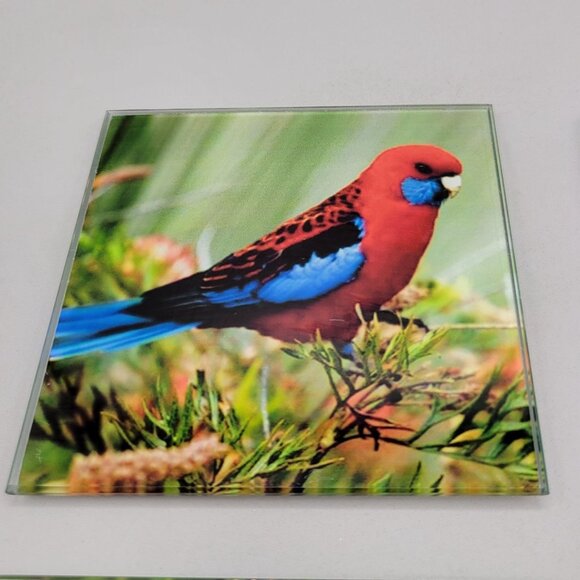 Australian Birds Glass Coasters Colorful Bird Print 4 Inch Get Posh - Picture 2 of 7